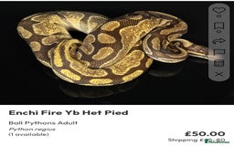 Python Snake reptiles for sale: Royal pythons  - Image 34