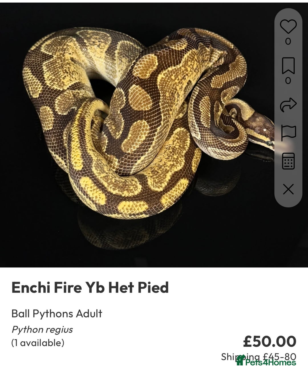 Python Snake reptiles for sale: Royal pythons  - Image 34