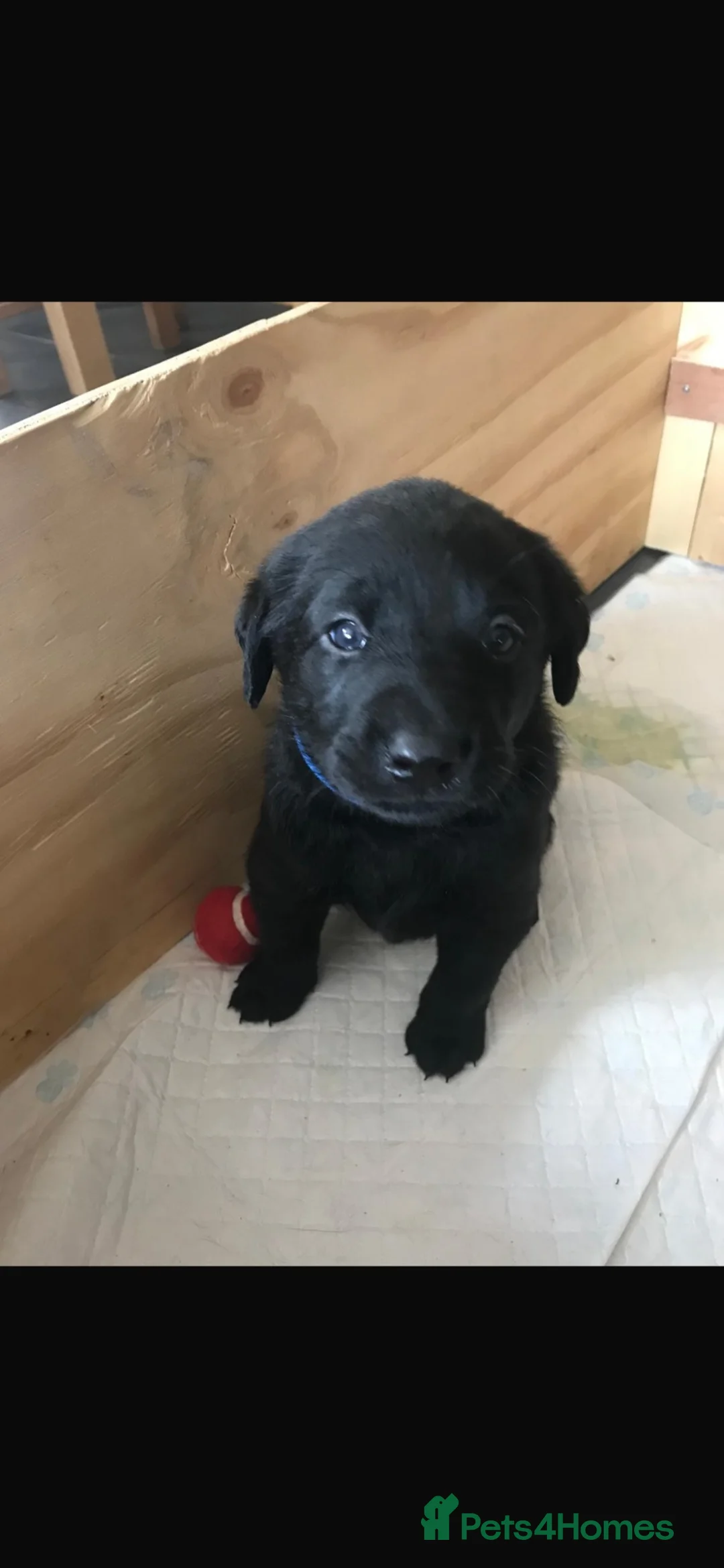 Labrador Retriever dogs for stud: Sydney  in Kettering - Advert 2