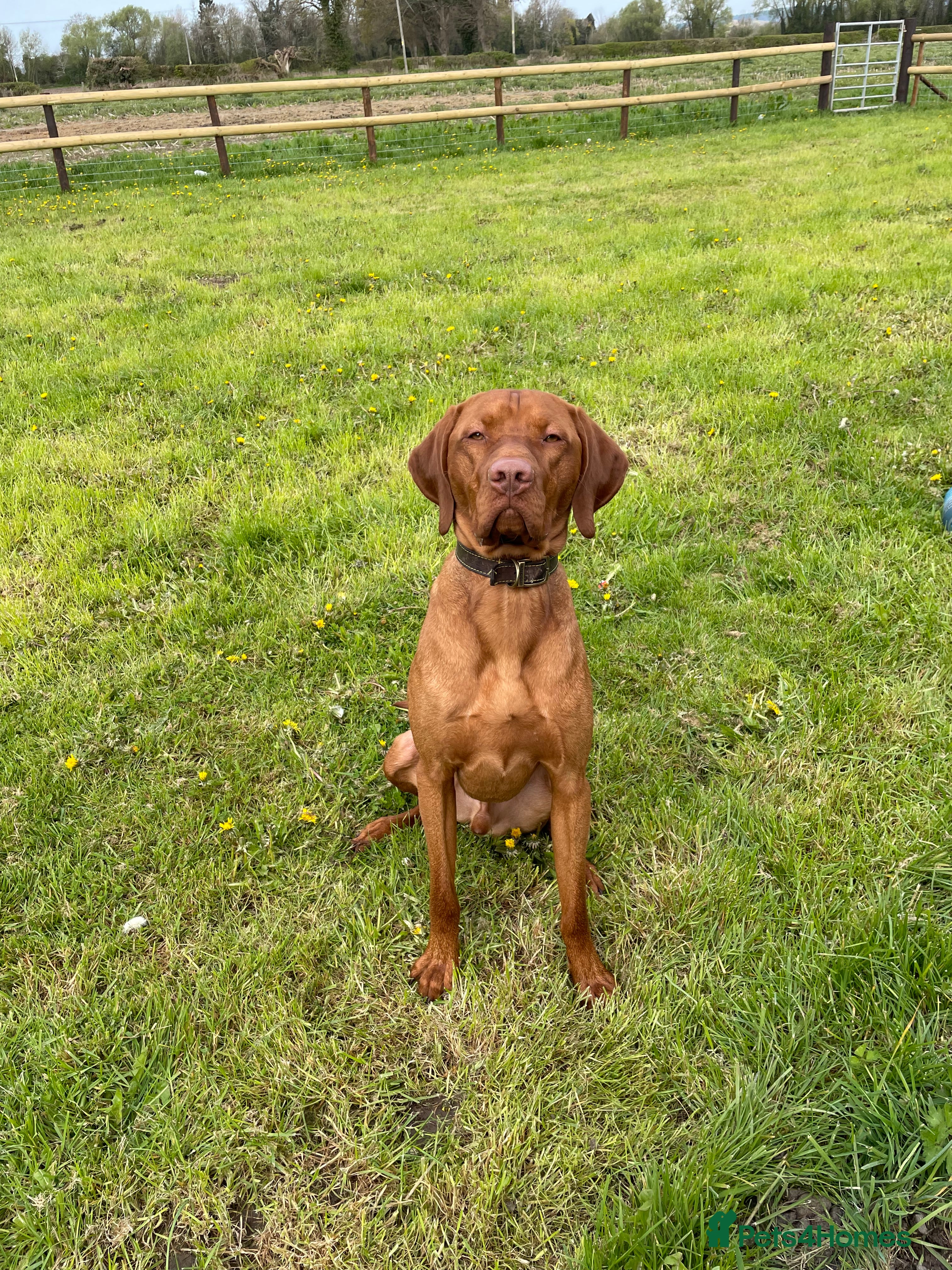 Hungarian Vizsla dogs Vizsla for stud - Advert 5