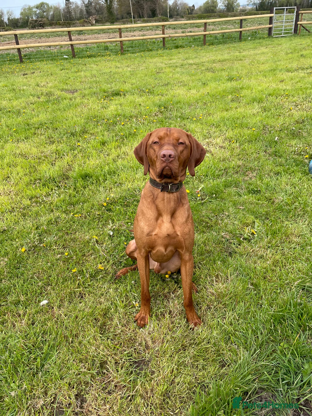 Hungarian Vizsla dogs for stud: Vizsla for stud - Advert 1