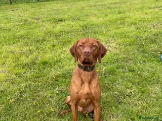 Hungarian Vizsla dogs Vizsla for stud - Advert 1