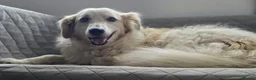 Mixed Breed dogs for adoption: Gorgeous Catie 💜 Looking for her Soul mate in Boston - Advert 5