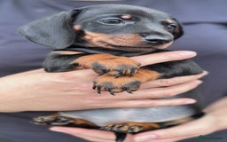 Miniature Dachshund dogs for sale: Miniature dachshund puppies - Image 2
