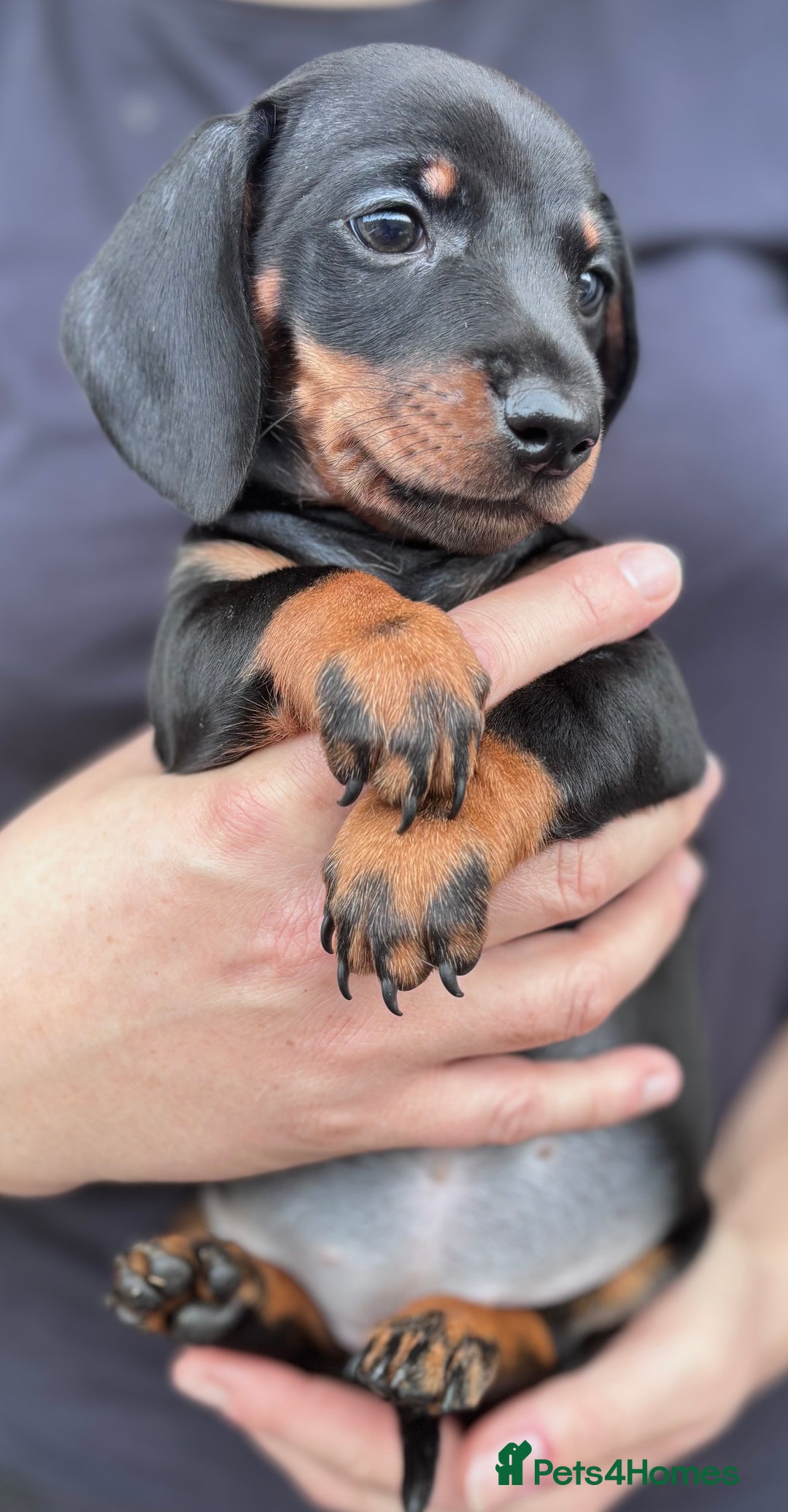 Miniature Dachshund dogs for sale: Miniature dachshund puppies - Image 2