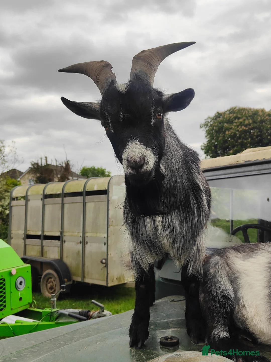 Goats livestock for sale: Two Beautiful, Friendly Pygmy Billy Goats - Advert 6