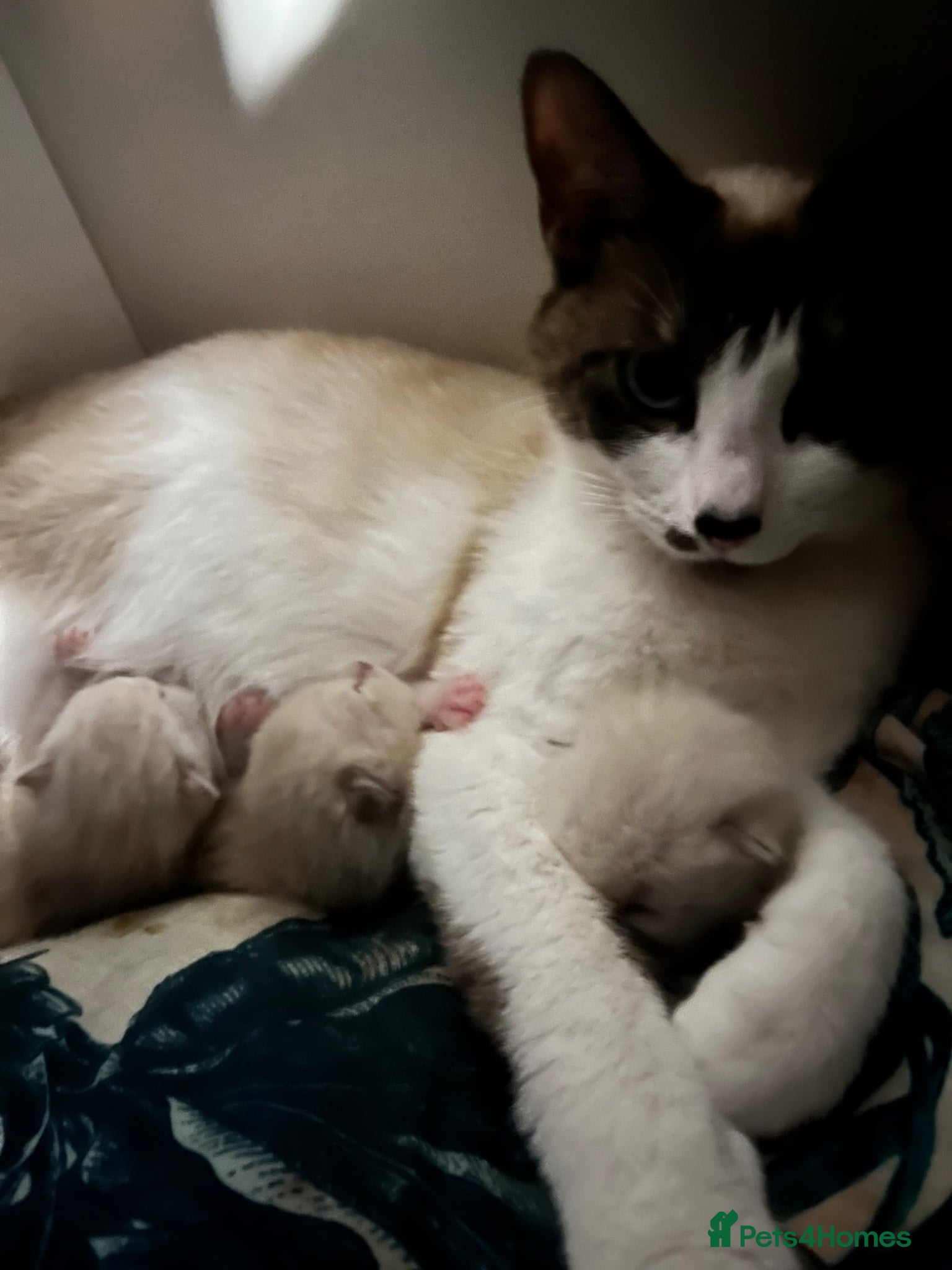 Snowshoe cats Beautiful Snowshoe x Ragdoll Cross Kittens 🐾 - Advert 6