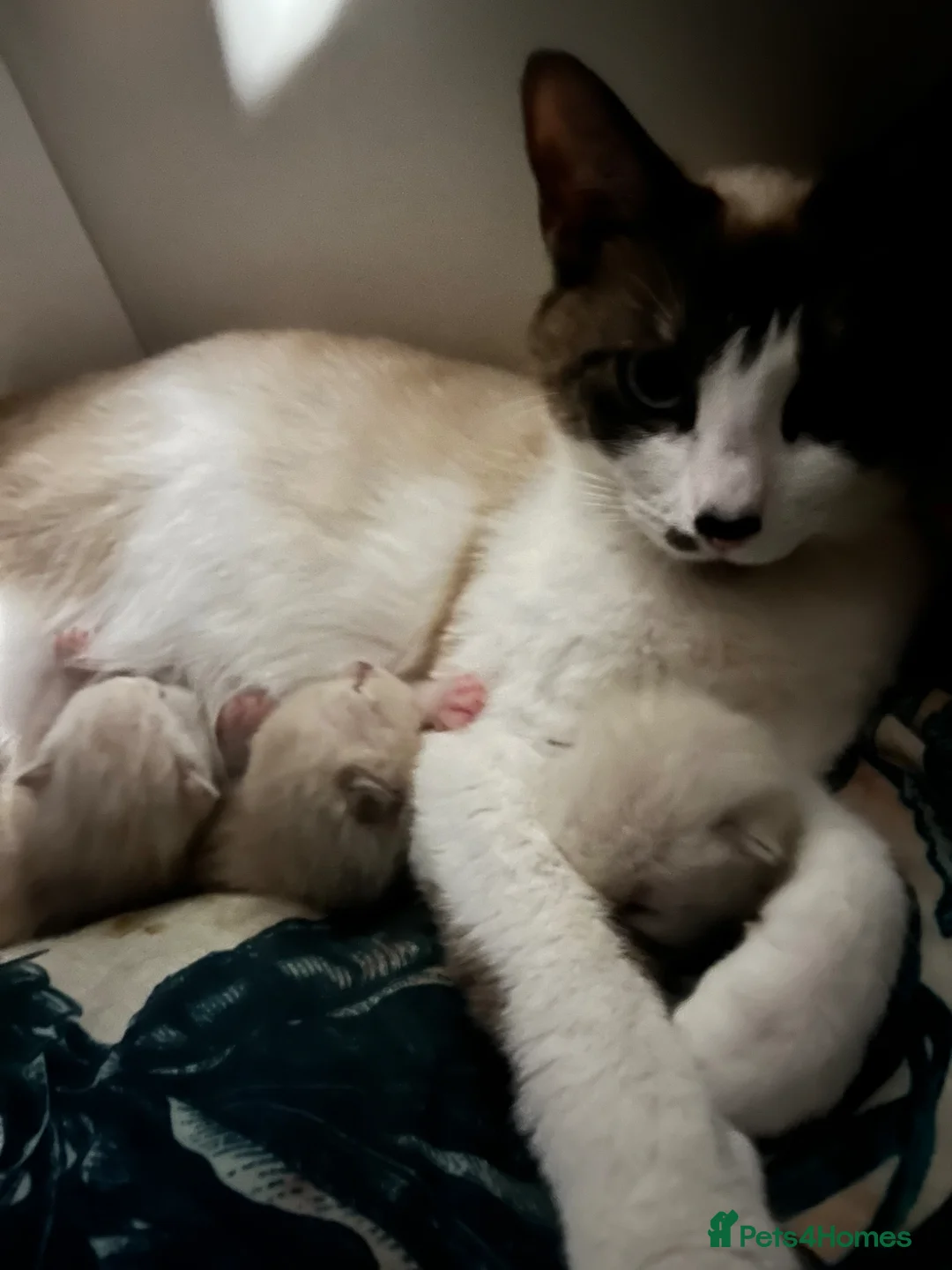 Snowshoe cats for sale: Beautiful Snowshoe x Ragdoll Cross Kittens 🐾 in Bournemouth - Advert 1