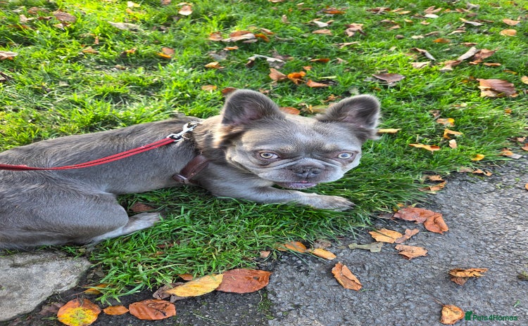 French Bulldog dogs - Advert 1