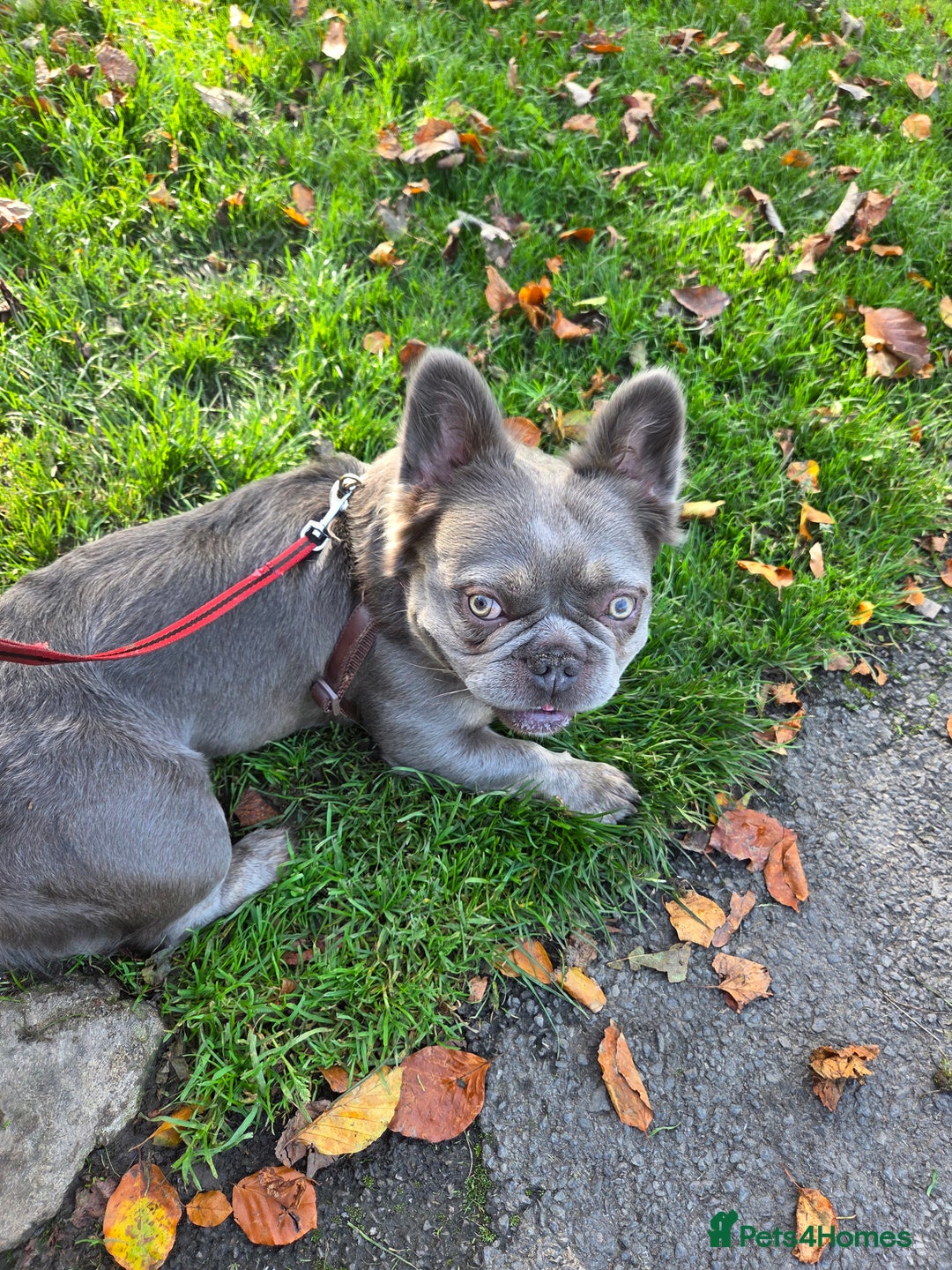 French Bulldog dogs for sale: Fluffy frenchy for rehoming - Image 1