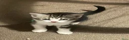 Mixed Breed cats for sale: Three chilled out goofballs - Advert 13