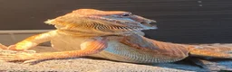 Bearded Dragon reptiles for sale: red leatherback transparent bearded dragon  - Advert 5