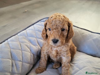 Cockapoo dogs Toy f1b cokapoos - Advert 5