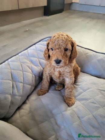 Cockapoo dogs Toy f1b cokapoos - Advert 6