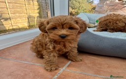 Schnoodle dogs for sale: Schnoodle puppies  - Advert 14