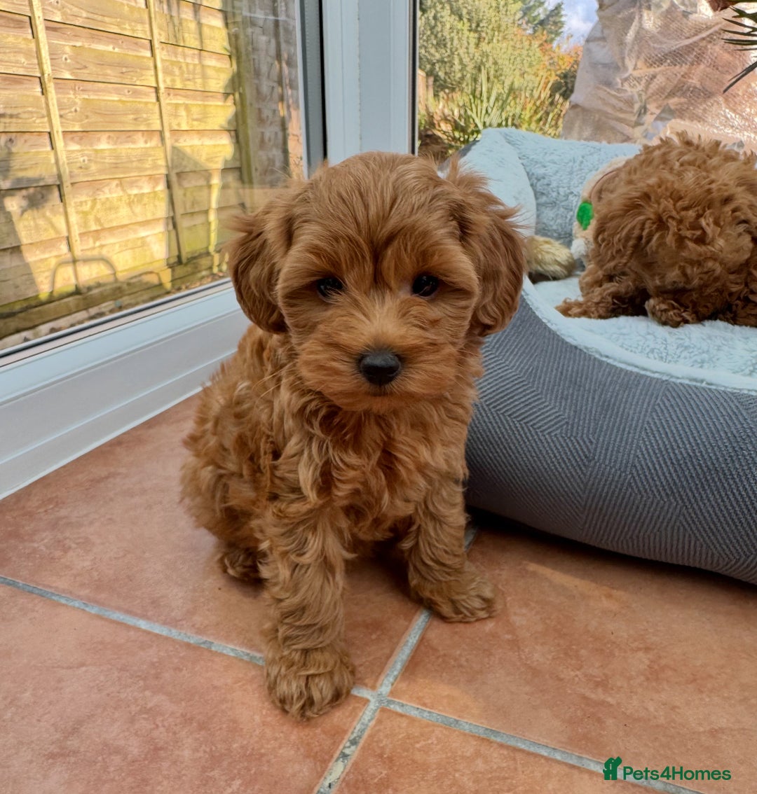 Schnoodle dogs for sale: Schnoodle puppies  - Advert 14