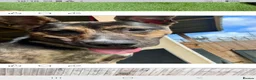 Mixed Breed dogs for sale: 3yr German shepherd Staffordshire cross  in Manchester - Advert 2