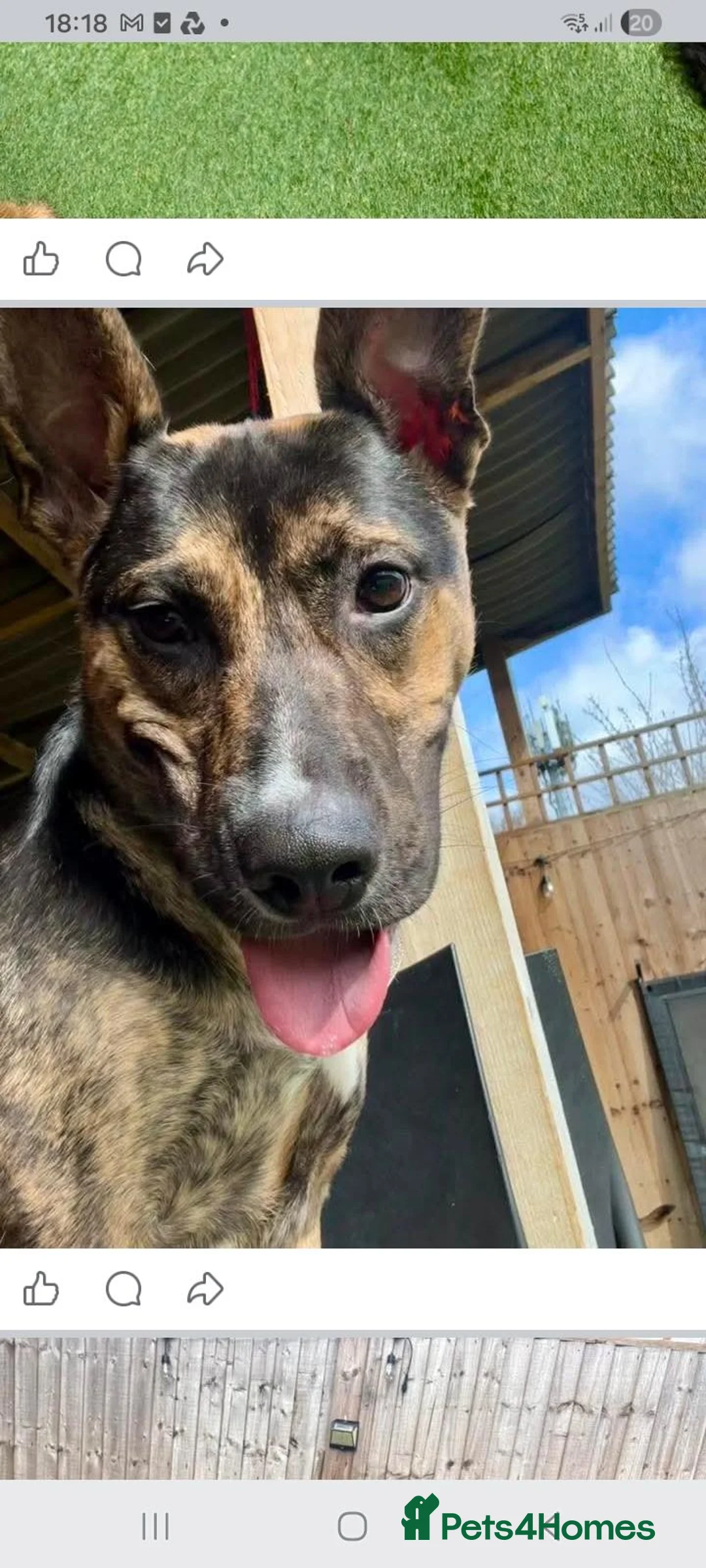 Mixed Breed dogs for sale: 3yr German shepherd Staffordshire cross  in Manchester - Advert 2