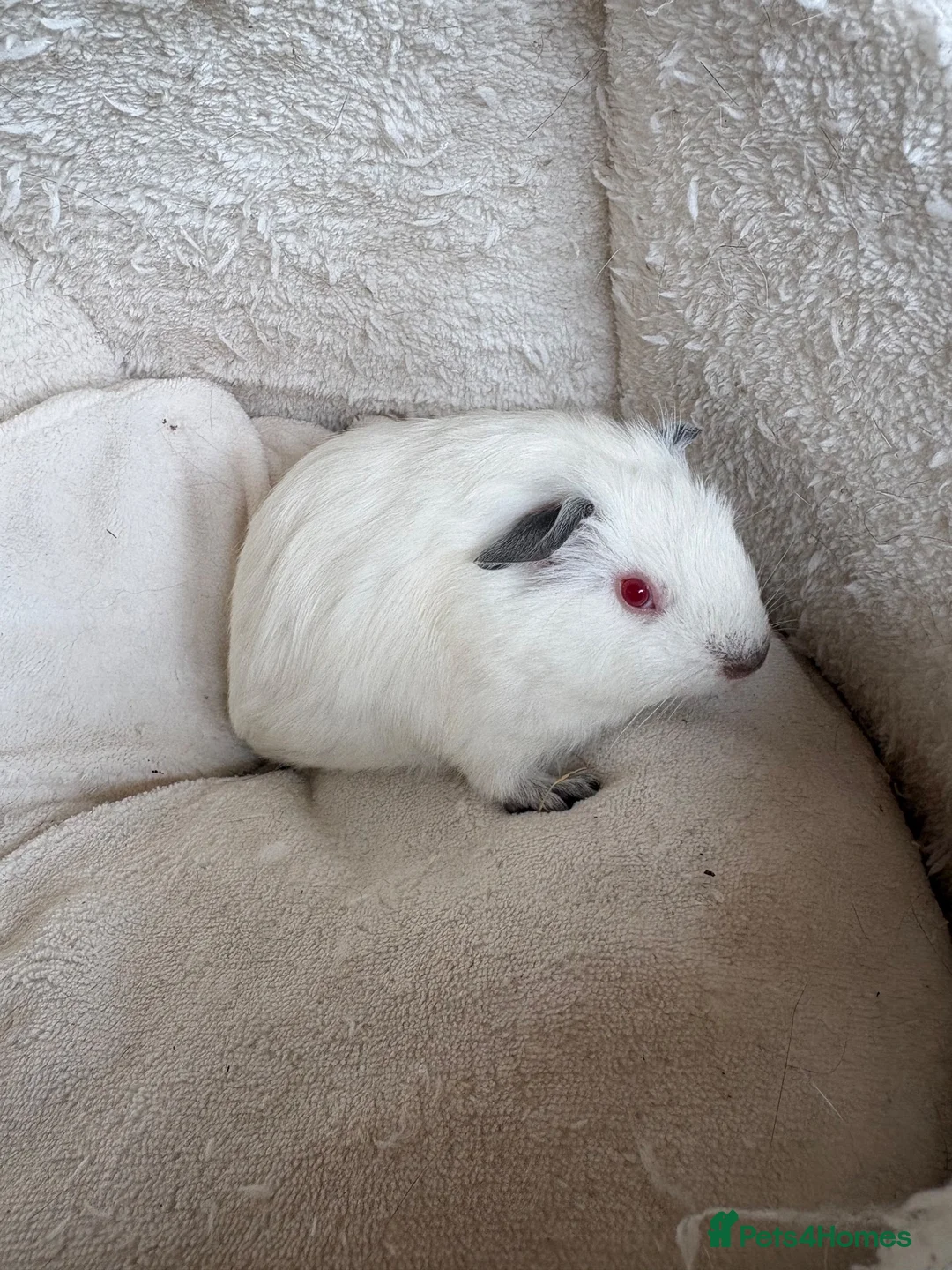 Guinea Pig rodents for sale: Beautiful and friendly guinea pig babies  - Advert 31