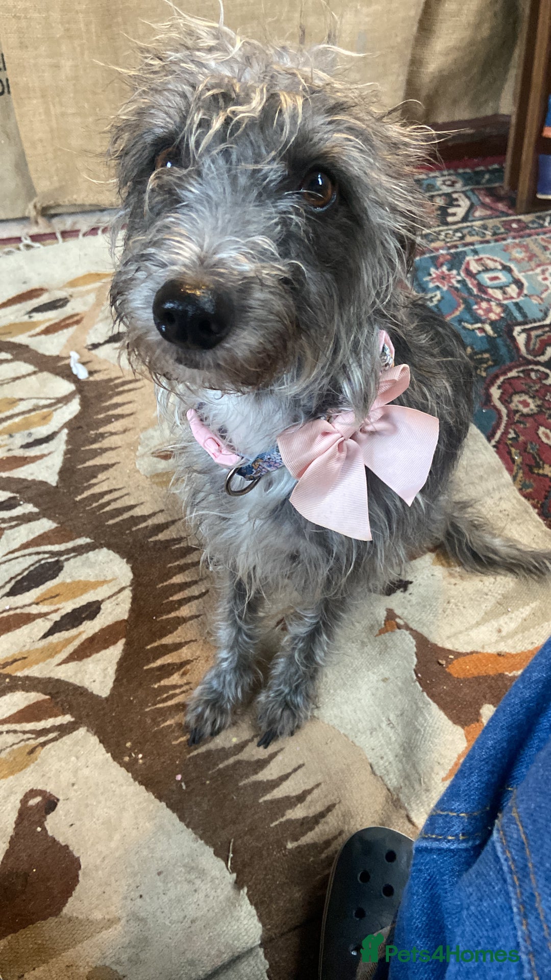 Bedlington Terrier dogs for sale: Bedlington cross whippet - Advert 1