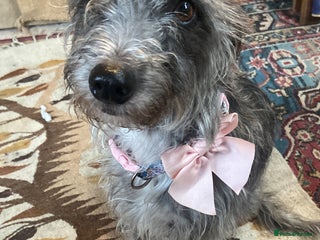 Bedlington Terrier dogs Bedlington cross whippet - Advert 3