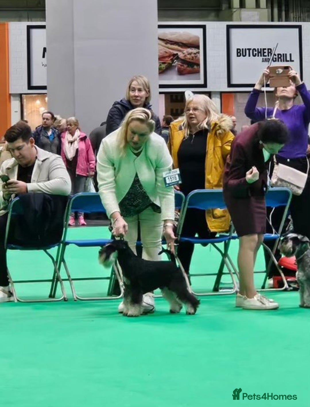 Miniature Schnauzer dogs for sale: Mrs Christiane Harrison  - Image 2