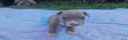 Staffordshire Bull Terrier dogs for sale: Staffordshire bully puppies  - Advert 26