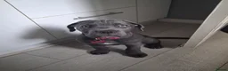 Cane Corso dogs for sale: Cane corso  in Sunderland - Advert 6