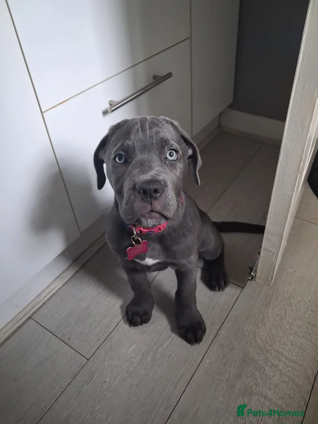 Cane Corso dogs for sale: Cane corso  in Sunderland - Advert 6