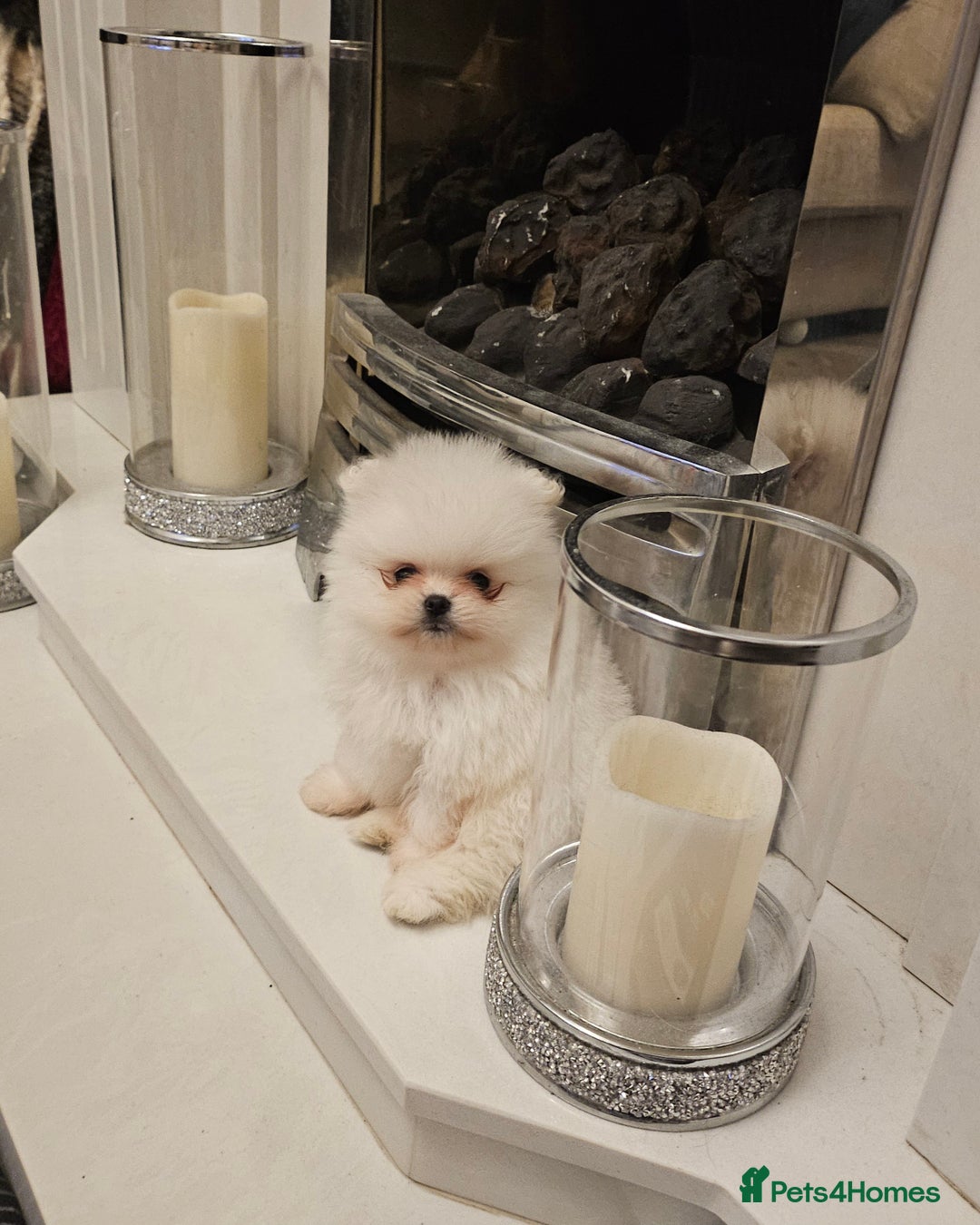 Pomeranian dogs for sale: 2 white boys - Advert 4