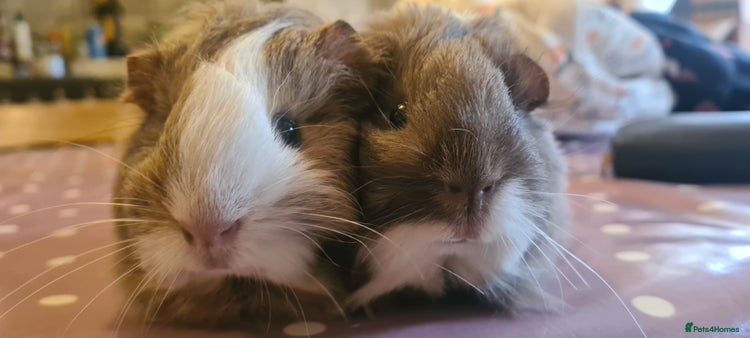 Guinea Pig rodents - Advert 1