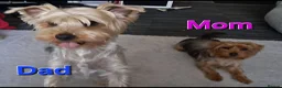 Yorkshire Terrier dogs for sale: 🐶 💖Pedigree Yorkshire Terrier Puppies💖 🐶 - Advert 36