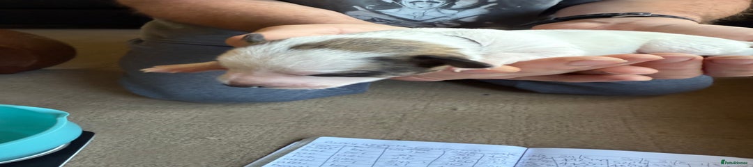Lurcher Puppy 8