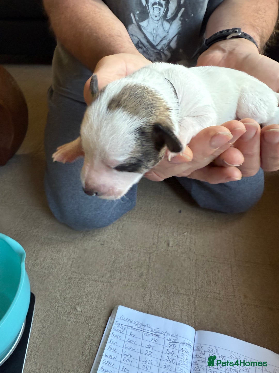 Lurcher dogs for sale: Litter of fabulous Lurchers - Image 18
