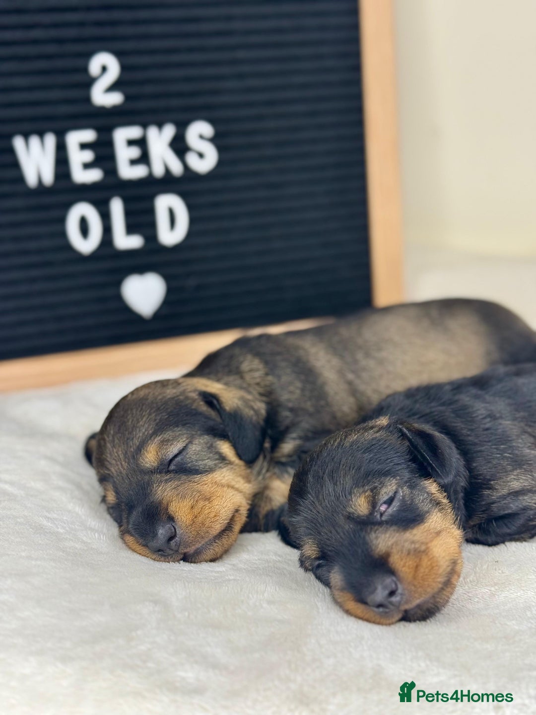 Miniature Dachshund dogs for sale: KC reg mini wires PRA LAFORA clear  - Advert 1