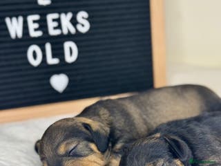 Miniature Dachshund dogs KC reg mini wires PRA LAFORA clear - Advert 4