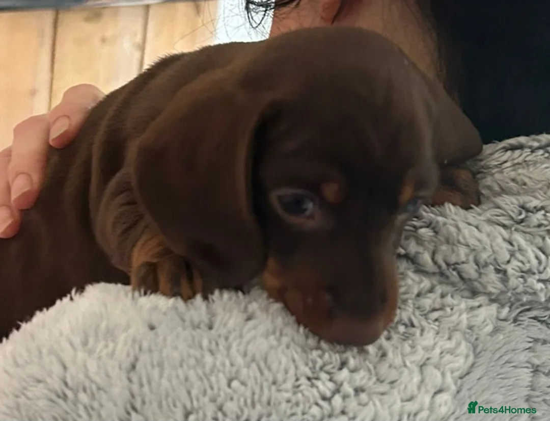Dachshund dogs for sale: Dachshund puppies  - Advert 15