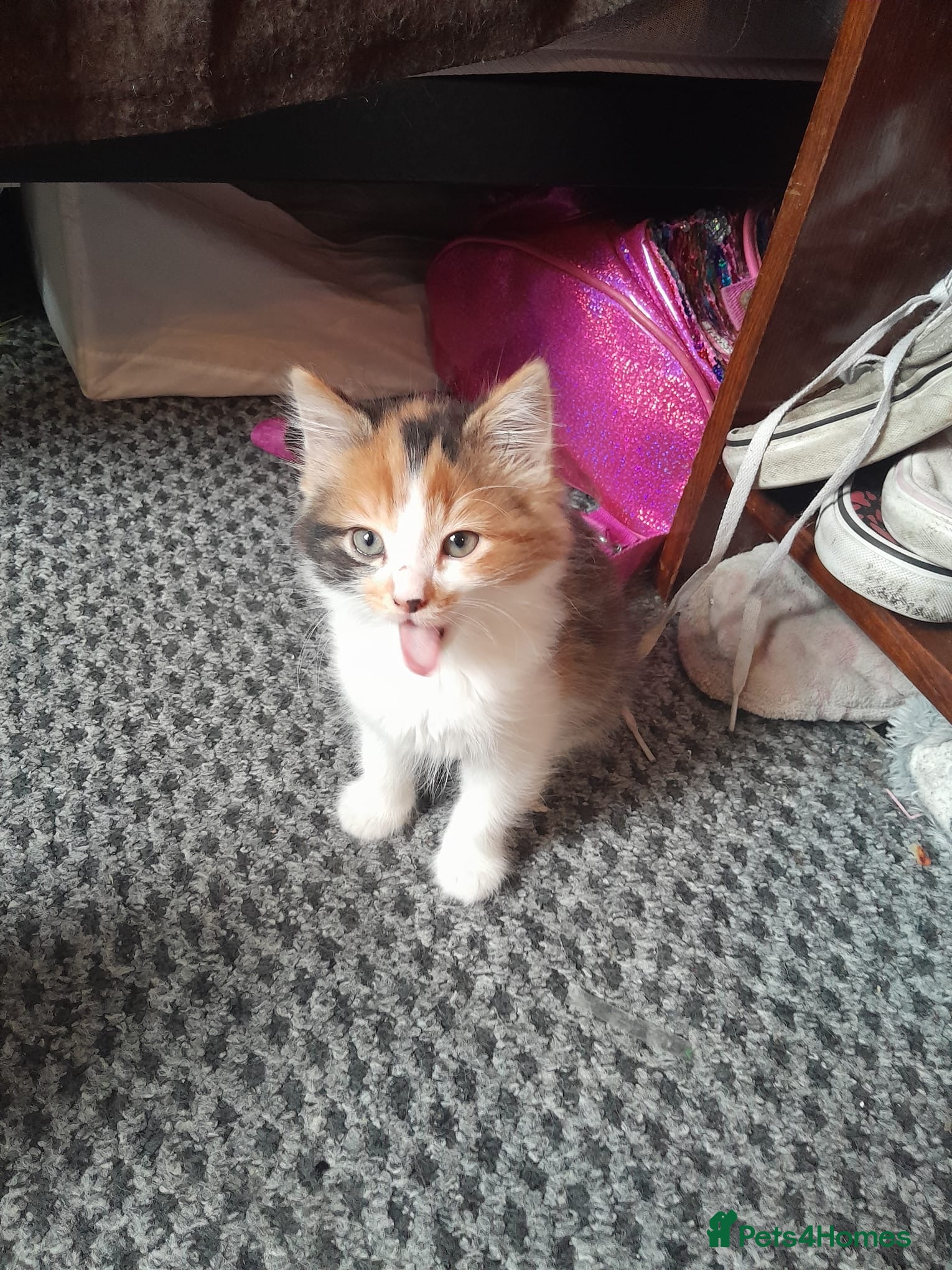 Domestic Shorthair cats 8 weeks old kittens  - Advert 4