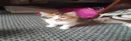 Domestic Shorthair cats for sale: 8 weeks old kittens  in London - Advert 1