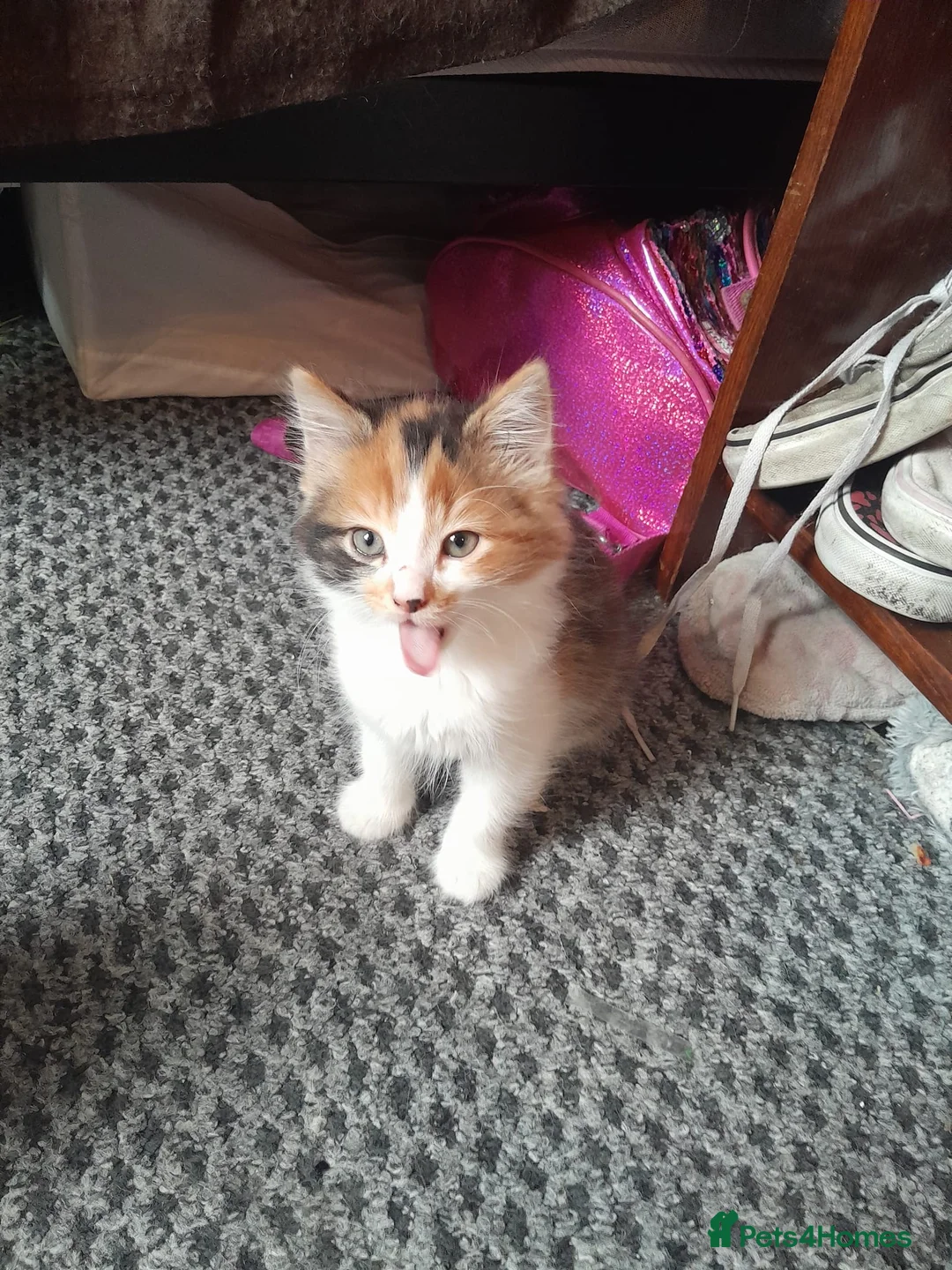 Domestic Shorthair cats for sale: 8 weeks old kittens  in London - Advert 1
