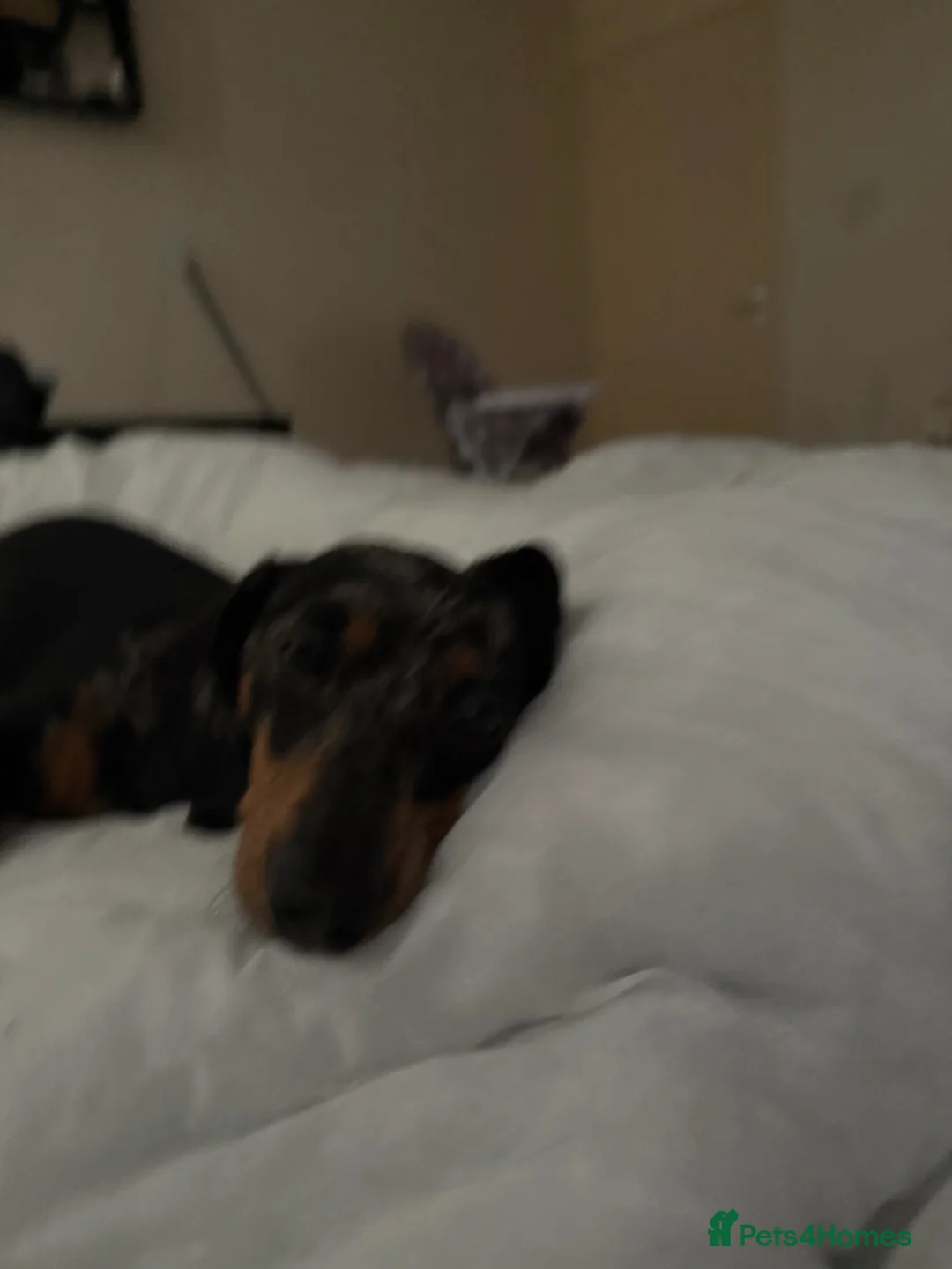 Dachshund dogs for sale: Lola  in York - Advert 3