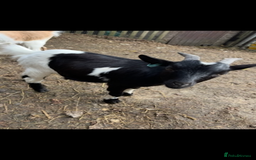 Goats livestock for sale: Pygmy goats  - Image 1