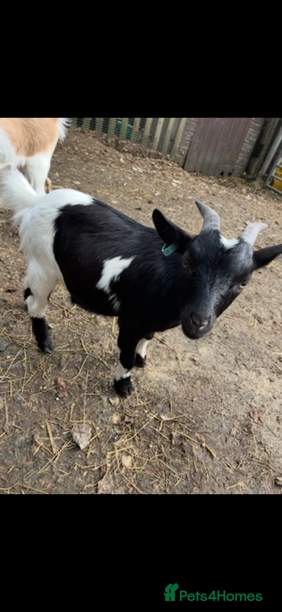 Goats livestock for sale: Pygmy goats  - Image 1