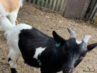 Goats livestock - Advert 28