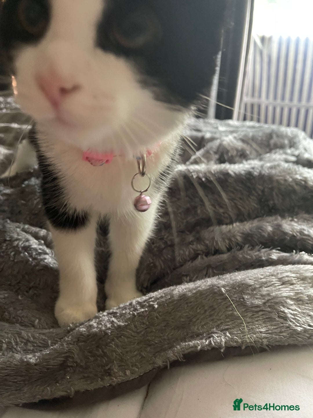 British Longhair cats for sale: Tuxedo Domestic Shorthair & Blue longhair - Image 7