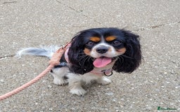Cavalier King Charles Spaniel dogs for sale: Adorable Cavalier Puppy Needs Loving Home - Image 3