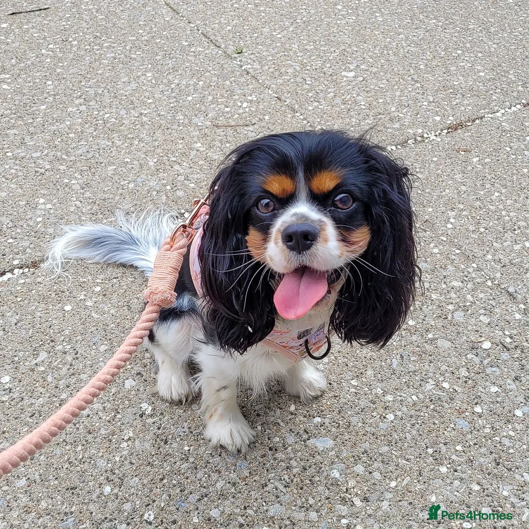 Cavalier King Charles Spaniel dogs for sale: Adorable Cavalier Puppy Needs Loving Home - Image 3