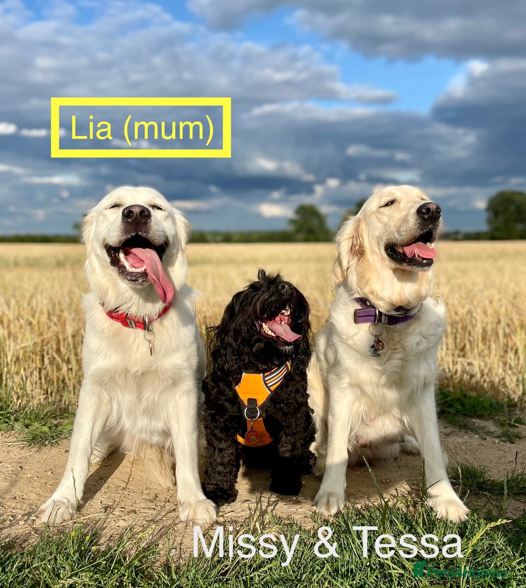 Golden Retriever dogs for sale: KC-Reg Golden Puppies @ Sunaraelia - Due 23/10/25 - Image 17
