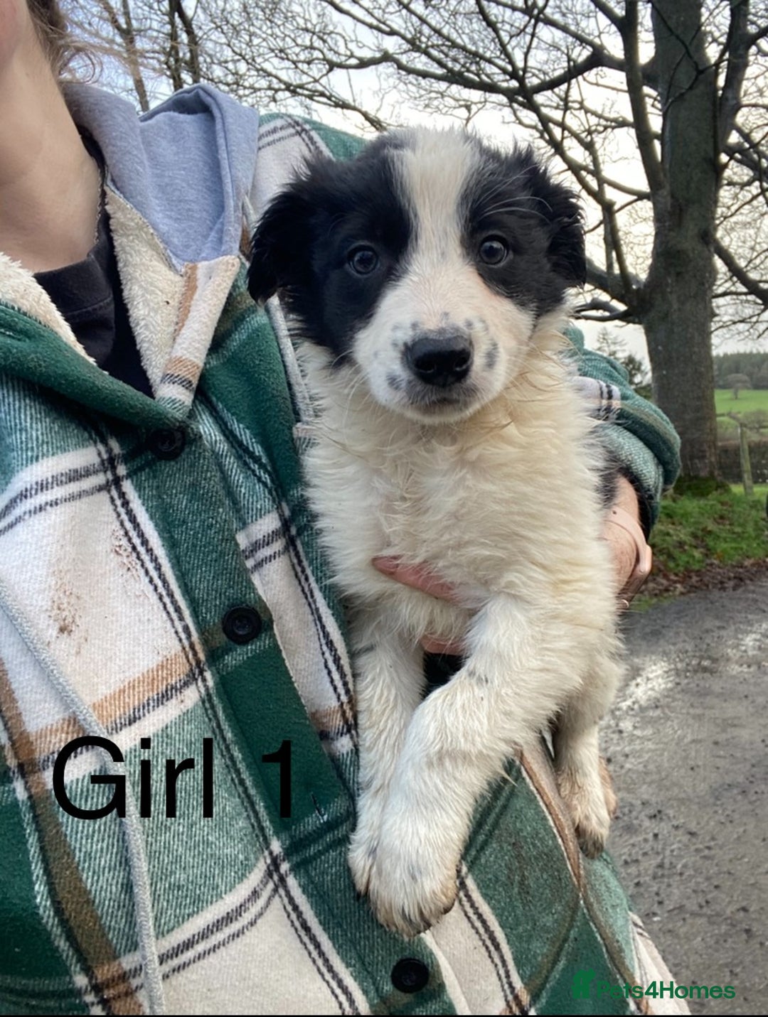 Border Collie dogs for sale: Black & White Border Collie Pups near Hay-on-Wye - Advert 5