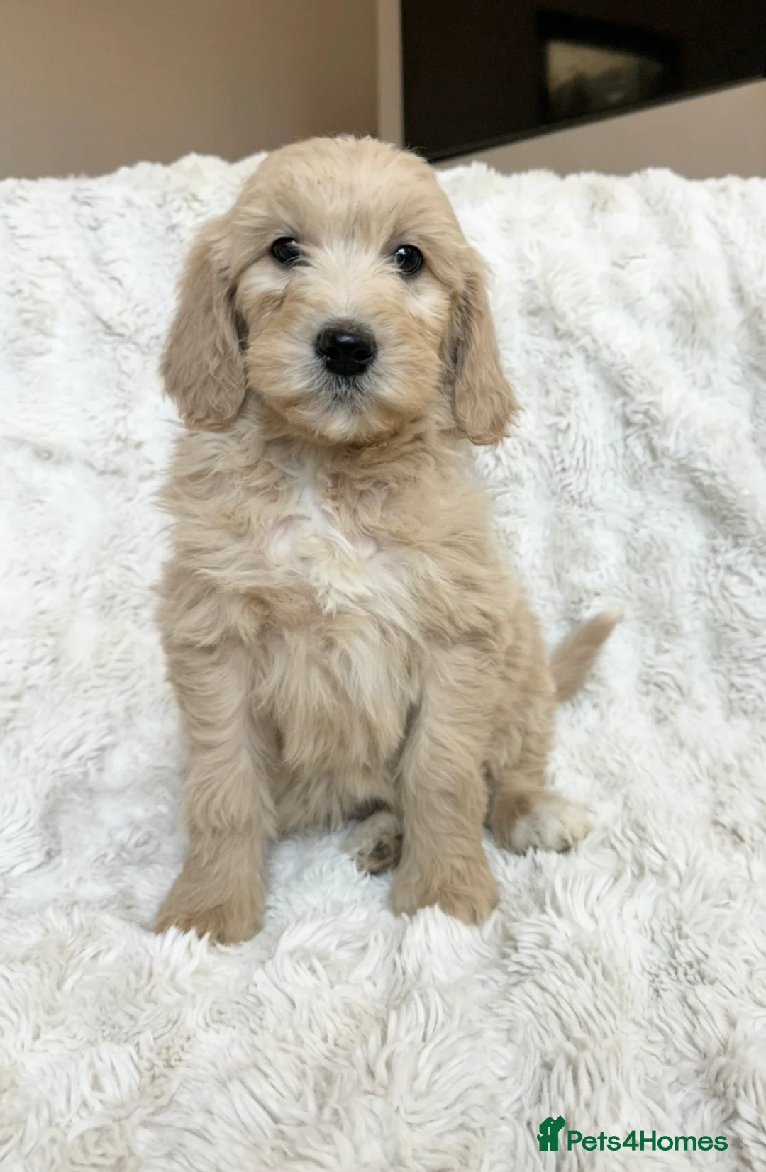 Goldendoodle dogs for sale: Big chunky doodles looking for homes  - Advert 22